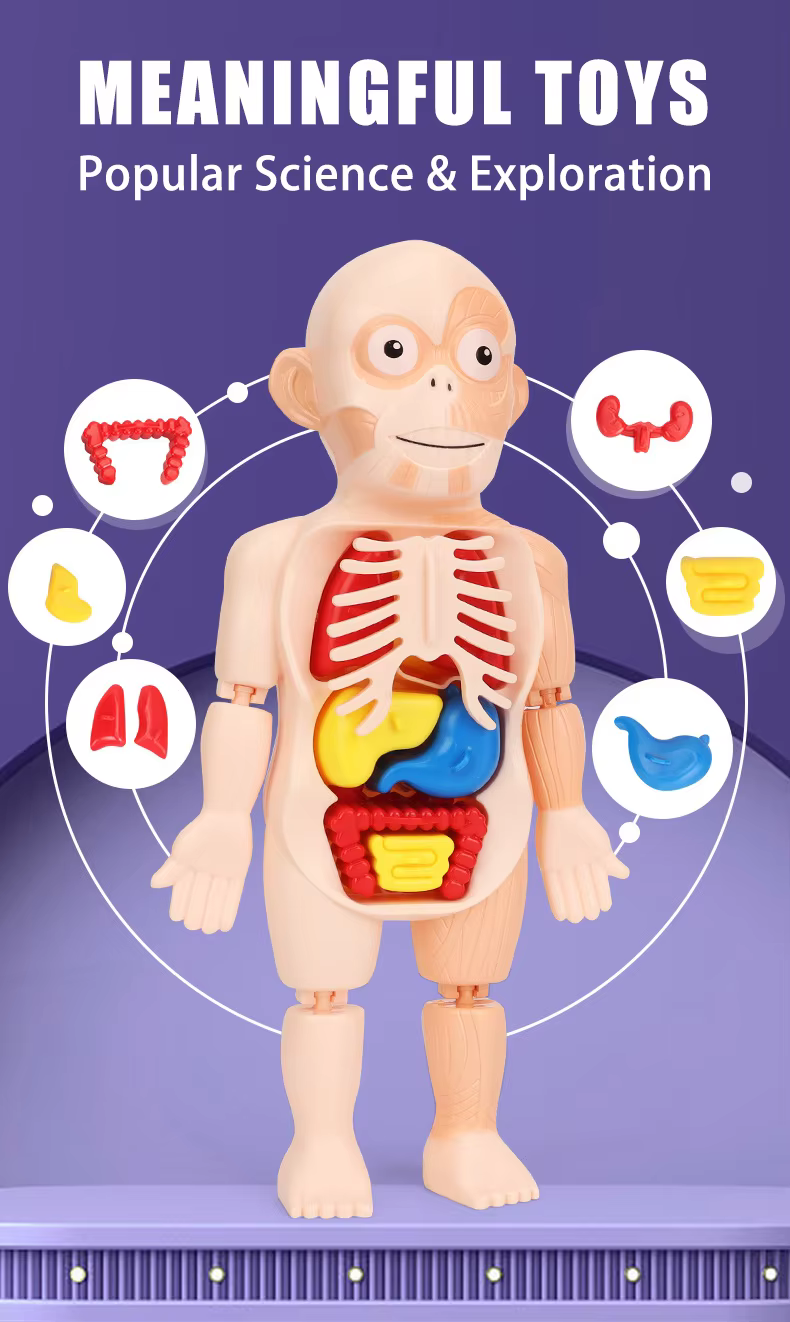 Human Organ Model Assembled Toy-AG00003496